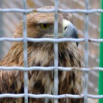 Falcon kereskedőház